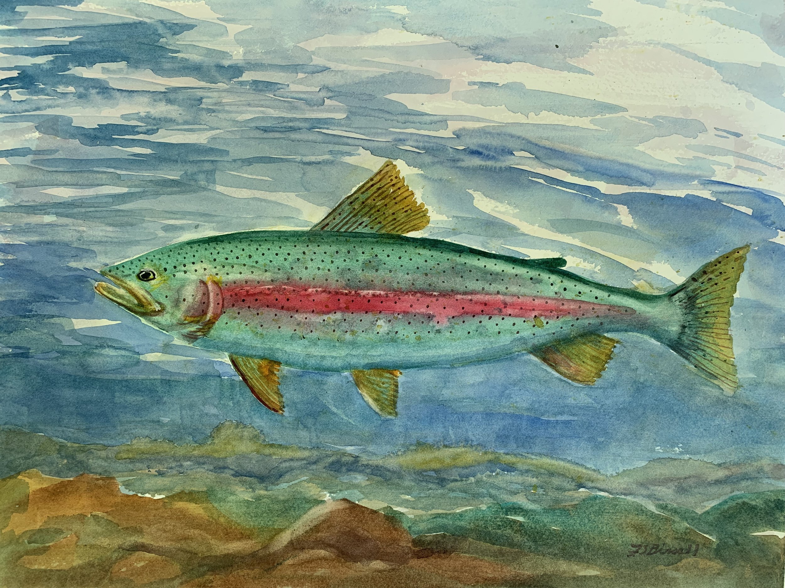 Trout Lake Trout