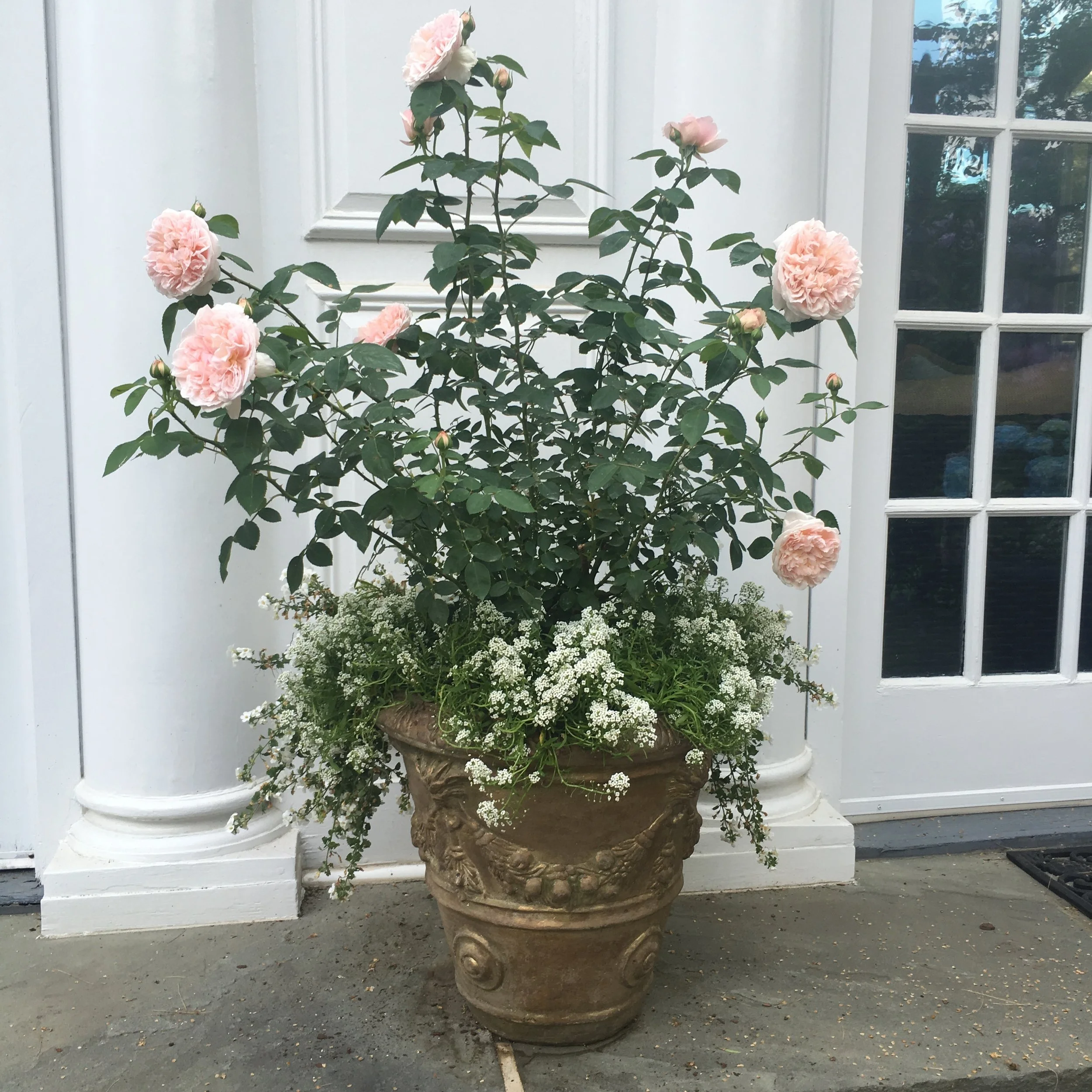 David Austin Strawberry Hill