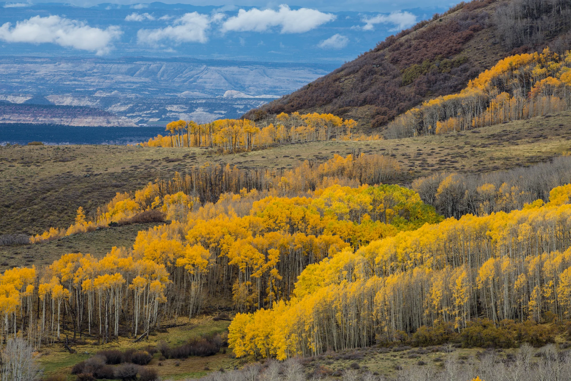 Aspens at Boulder
