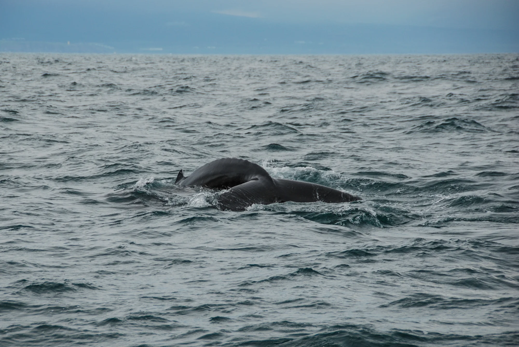 DSC_4388.jpg