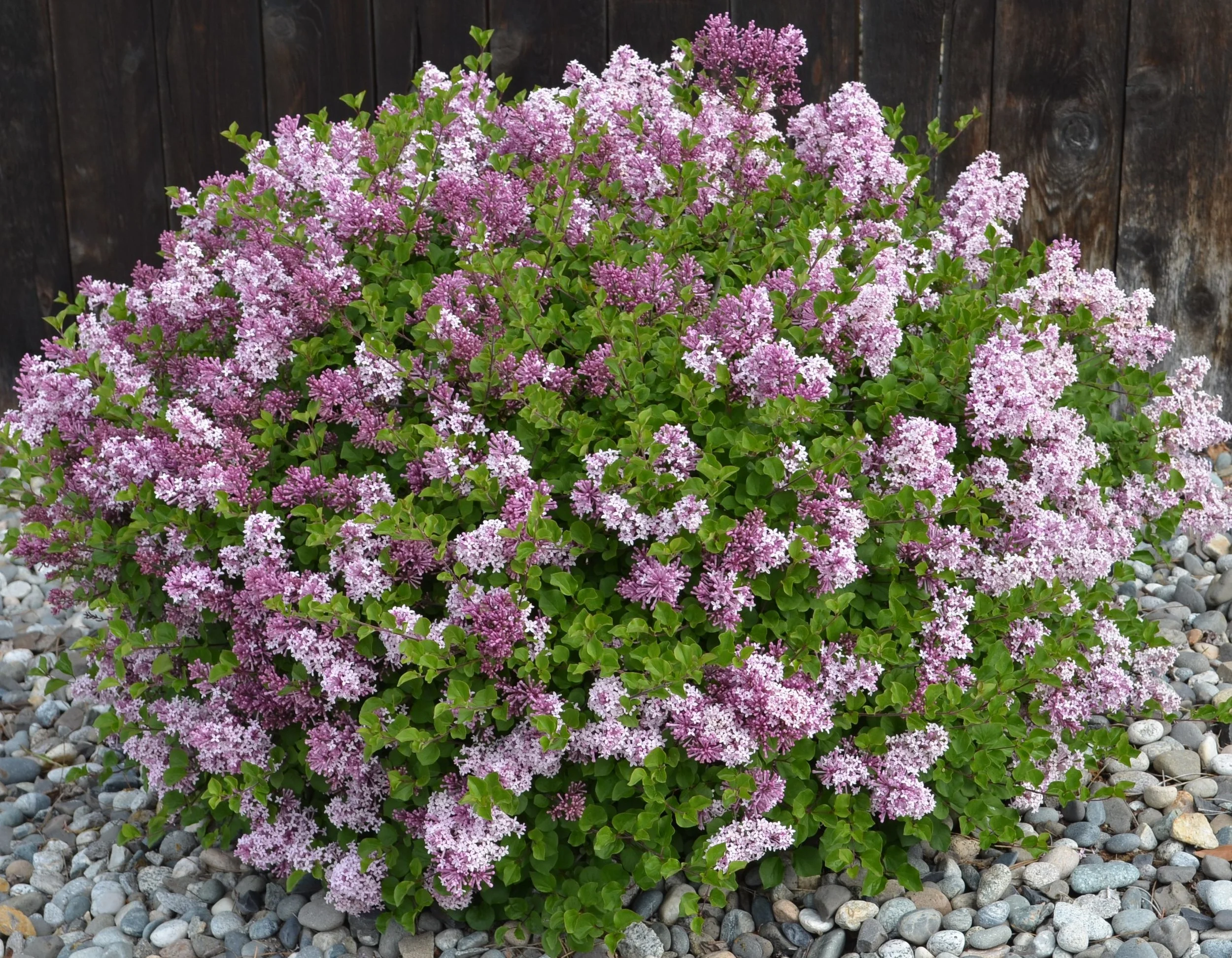 Entry-lilac.JPG