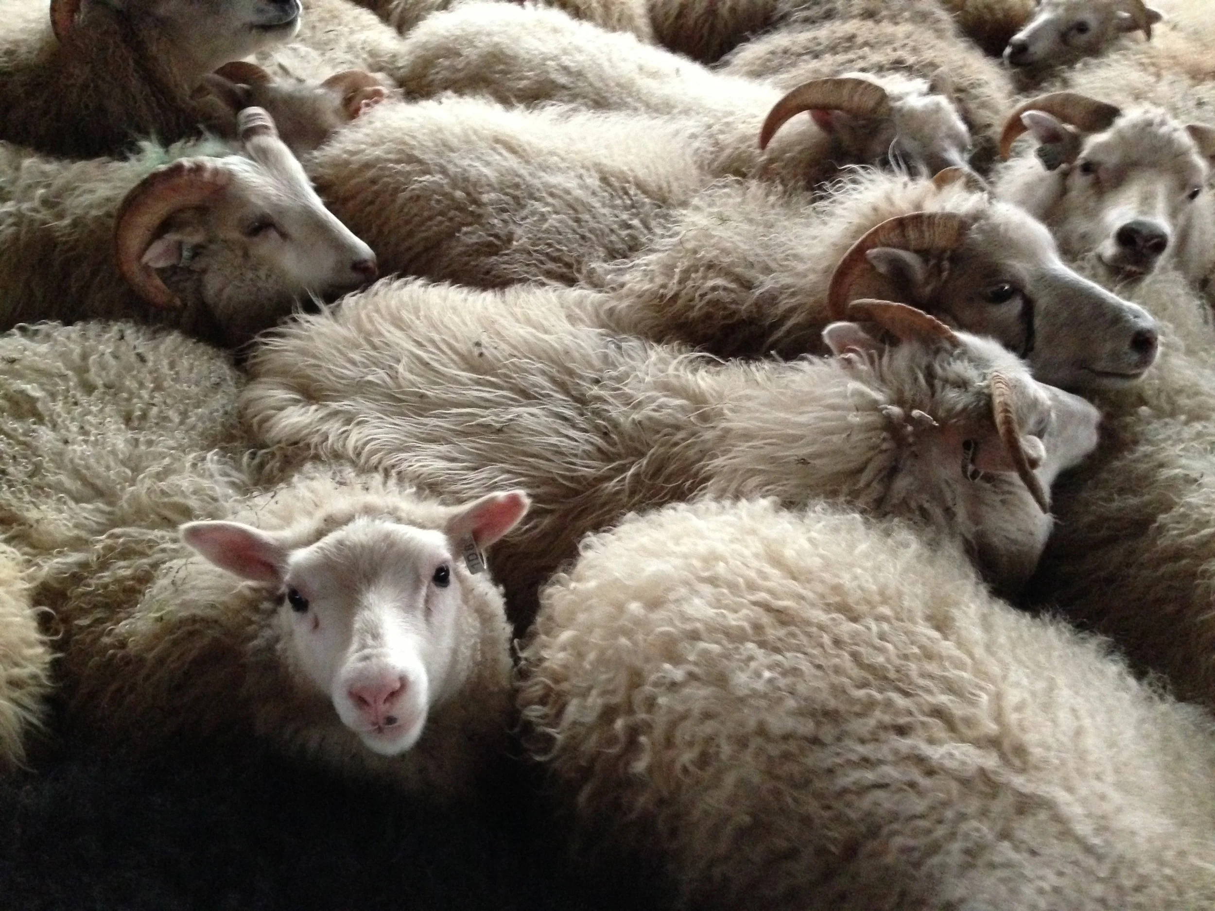 Herding sheep in northwestern Iceland after a summer spent grazing in the hills. 