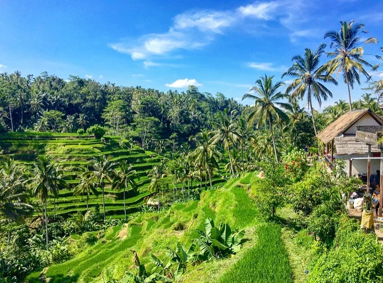 The mystical rice fields of Ubud in Bali