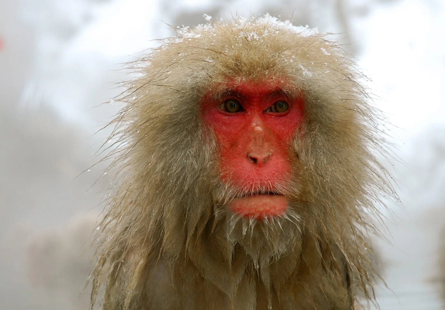 Snow Monkey, Yudanaka, Japan 2013