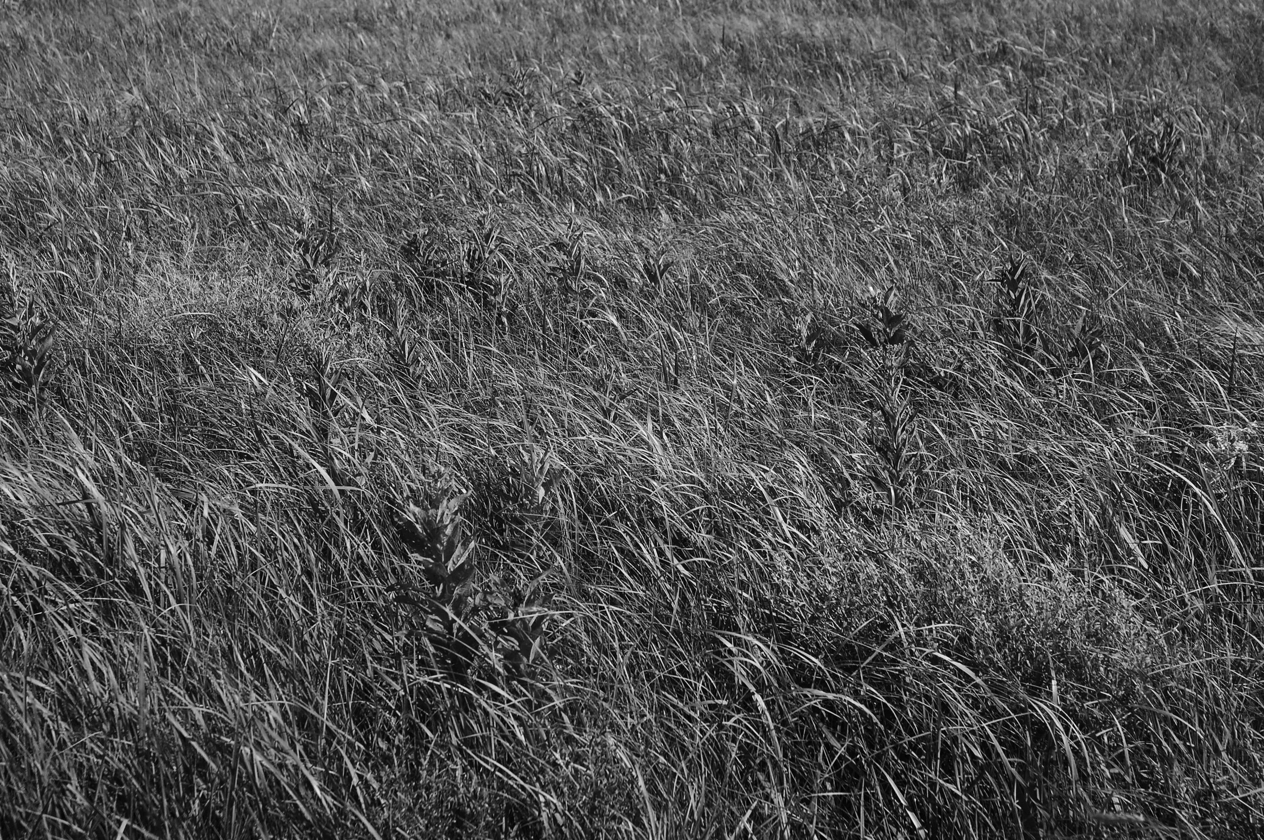 Episode 37: If You're Going To—Standing Rock, Where Mary Ann Delivered Supplies