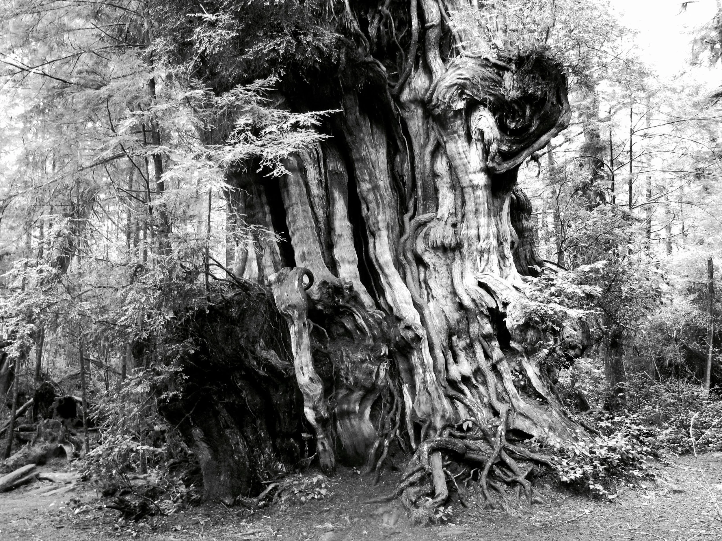 72 Three Points of Contact—The Ewok Village, Where Tony Became a Semi-Retired Hobo
