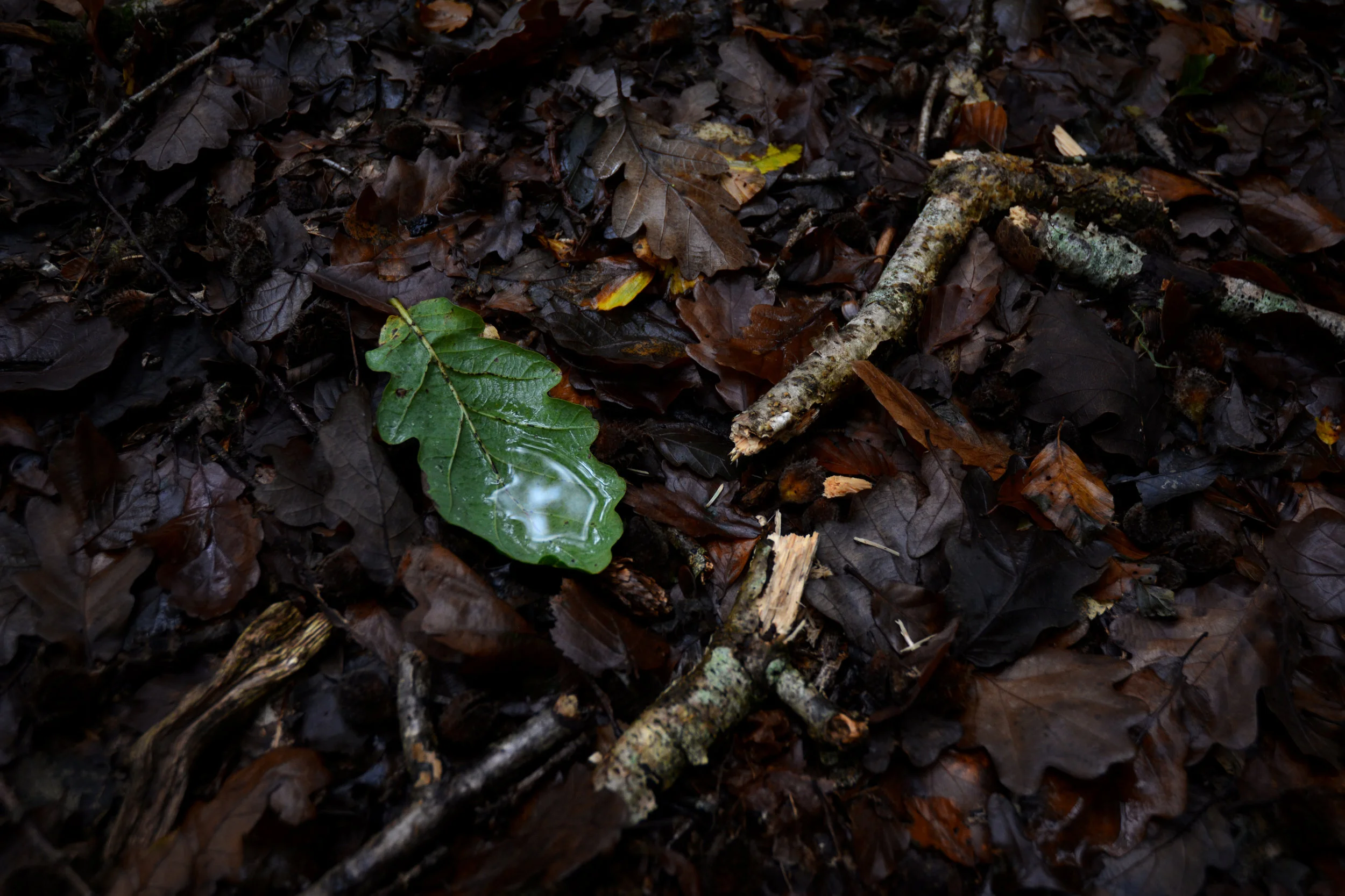 DSC_0047 2.jpg