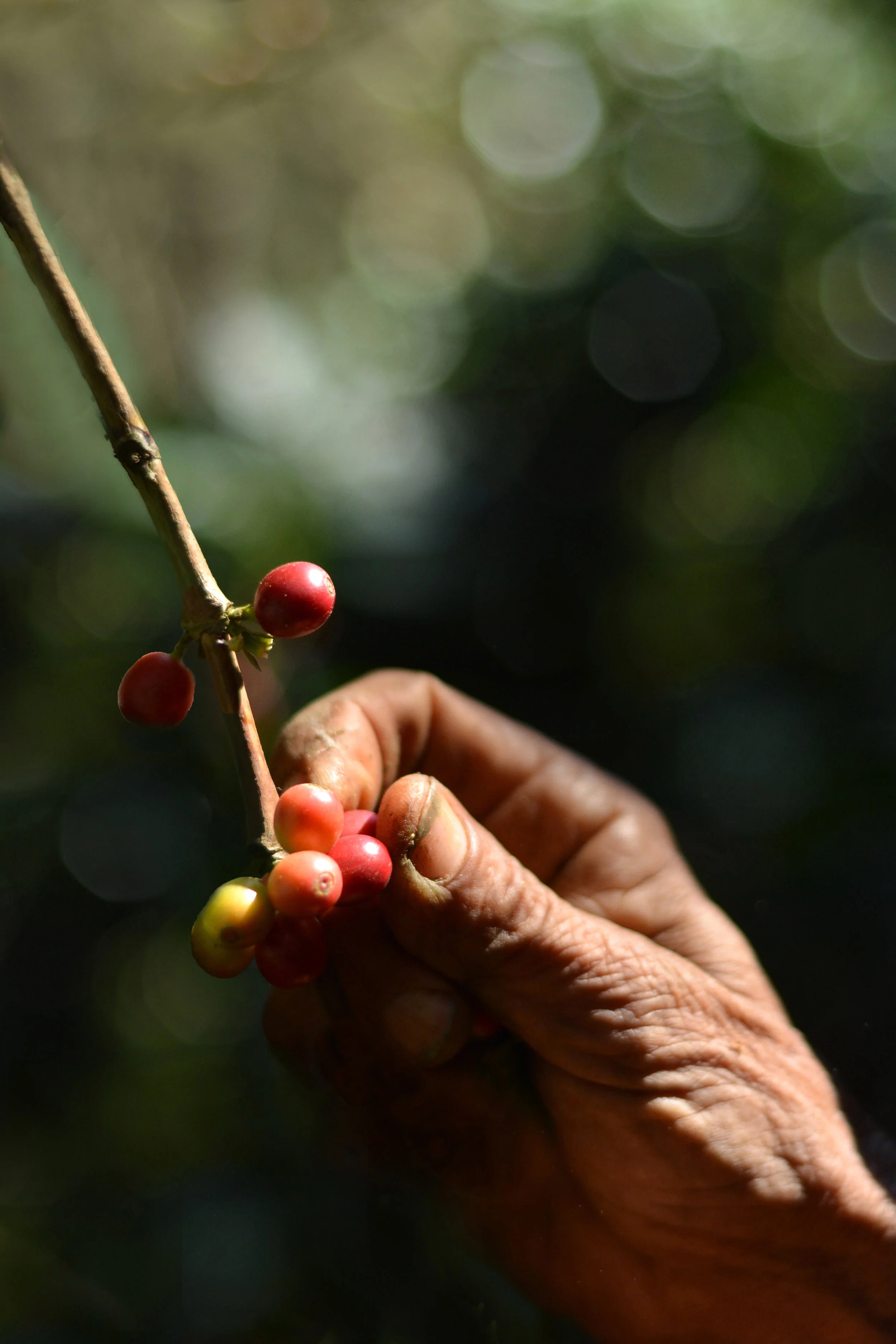 La Botija Mountains, Honduras 2019