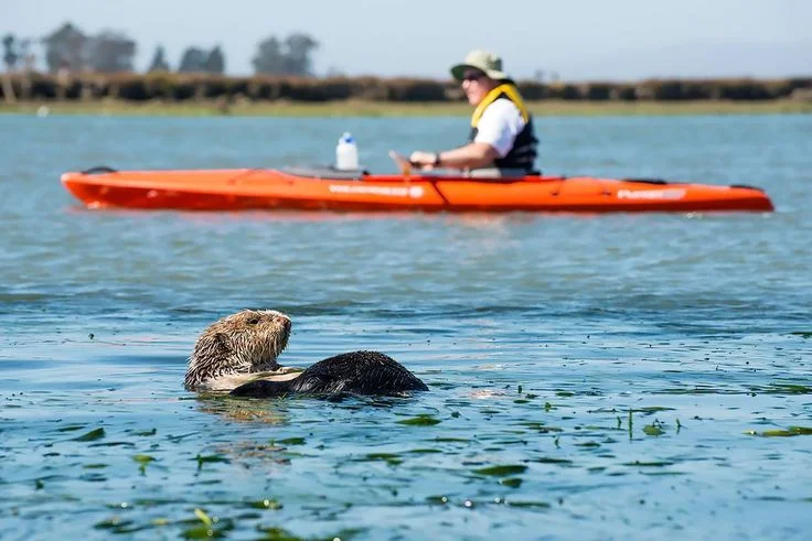 Otter Kayak.jpg