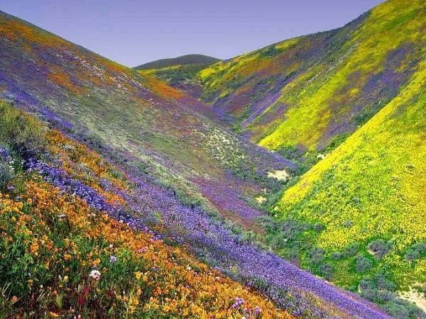 SLO Wildflowers.jpg