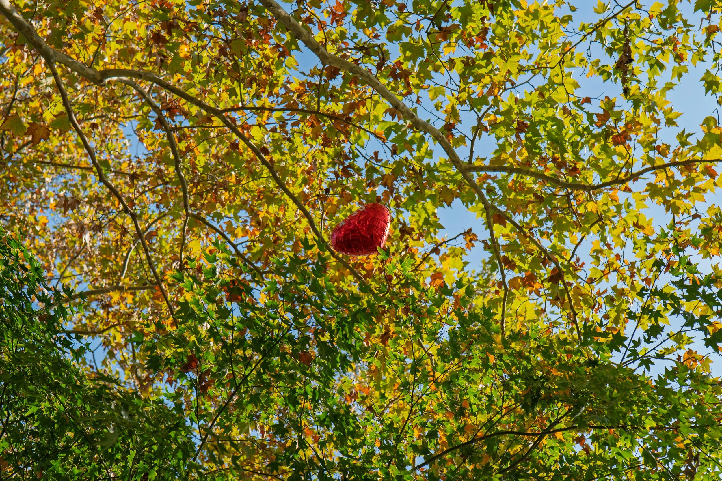 A red heart-shaped balloon is hanging from a tree with green, yellow, and orange leaves against a blue sky.