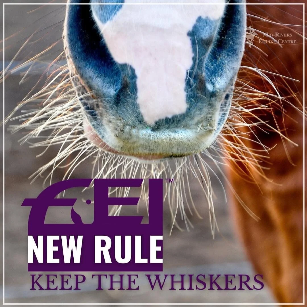 Efectivo el 1ro de julio del 2021 la Federación Ecuestre Internacional prohíbe remover o afeitar los vellos o pelos faciales del caballo, al igual que los que se encuentran en el exterior de las orejas. Si bien por años se rasura
