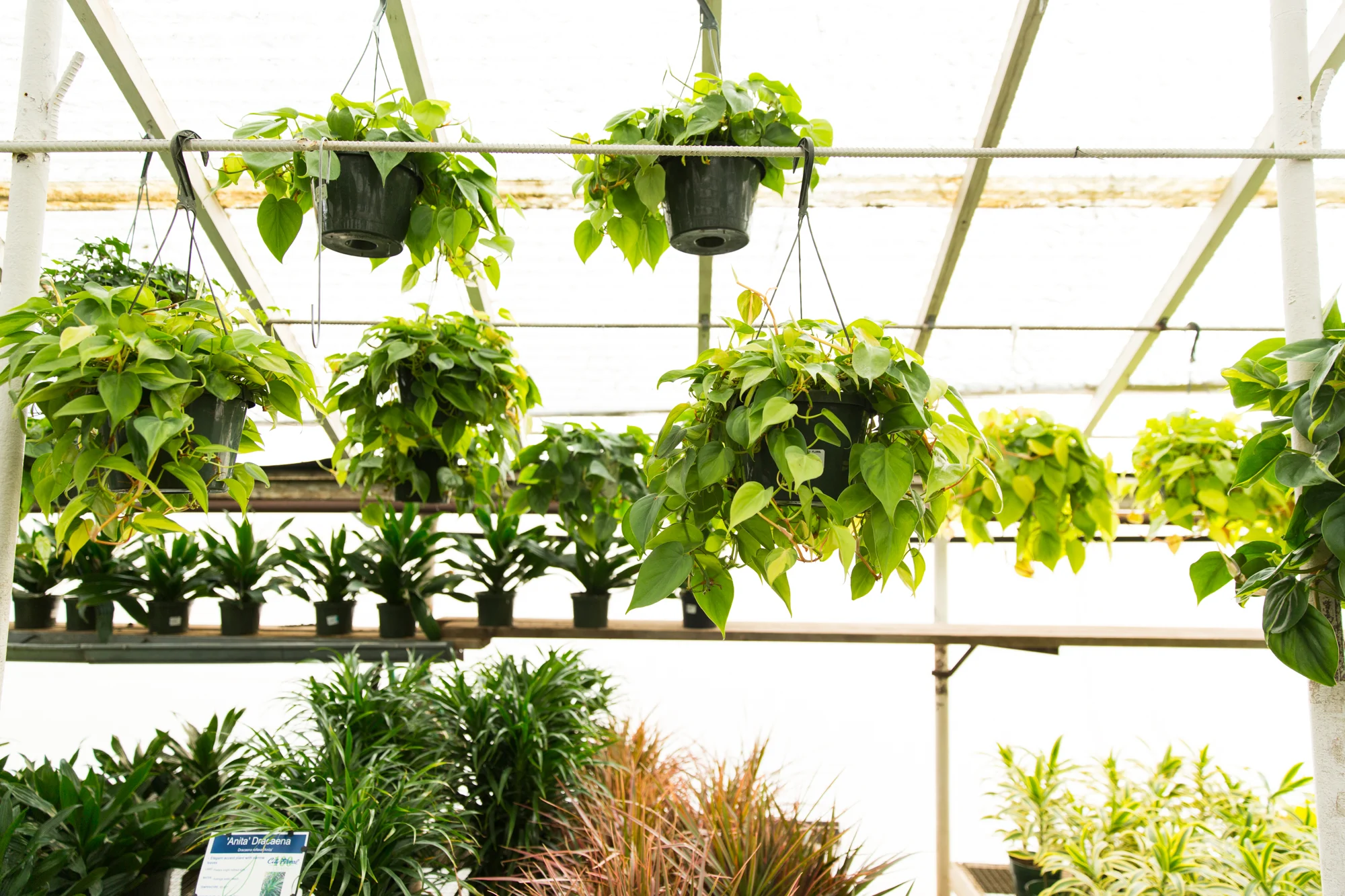 Denver's Best Greenhouse