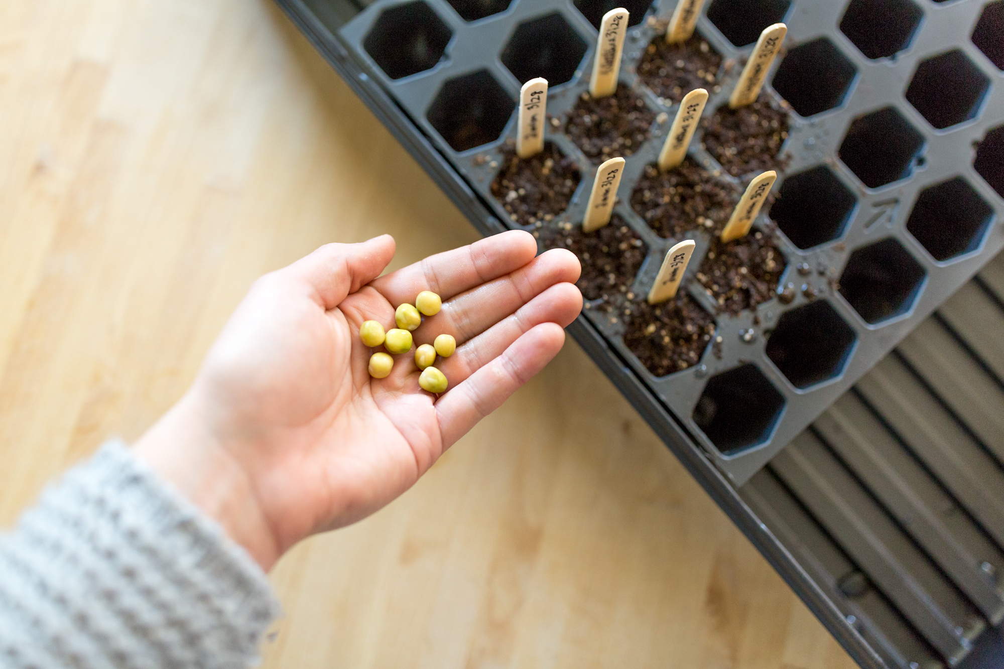 How to Plant Peas