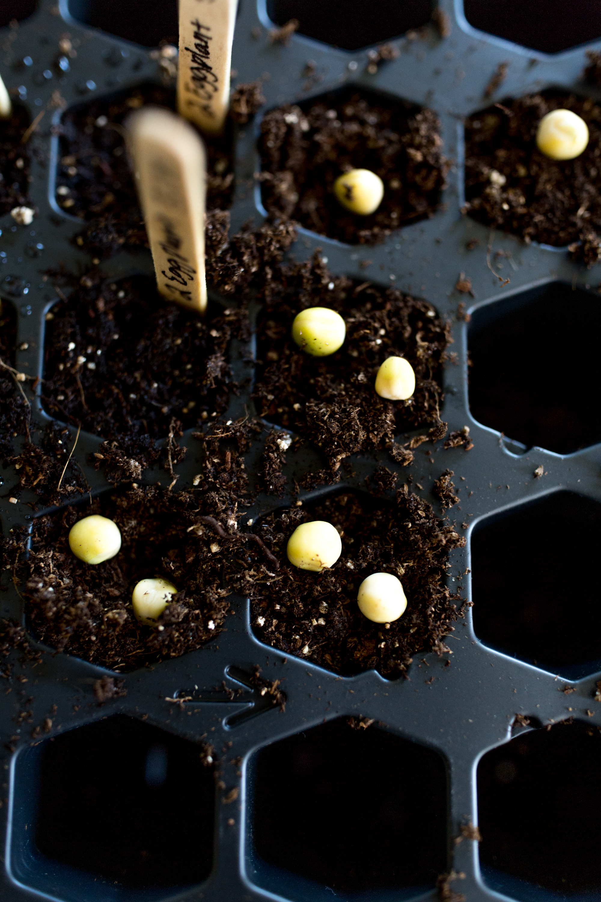 Planting Pea Seedlings