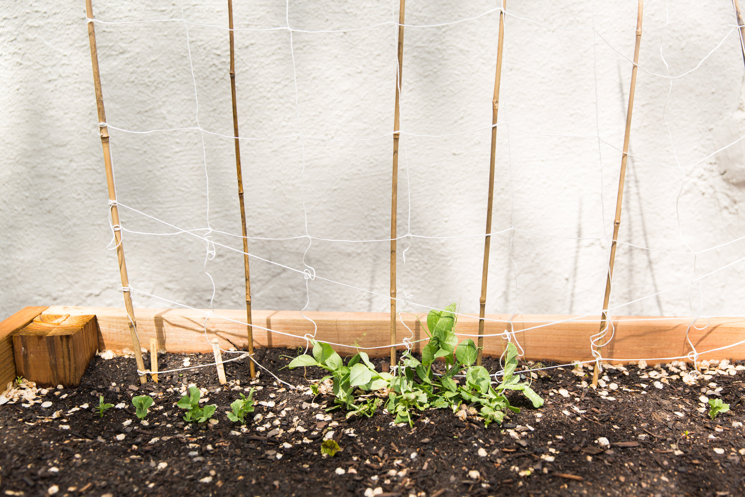 planting peas outdoors