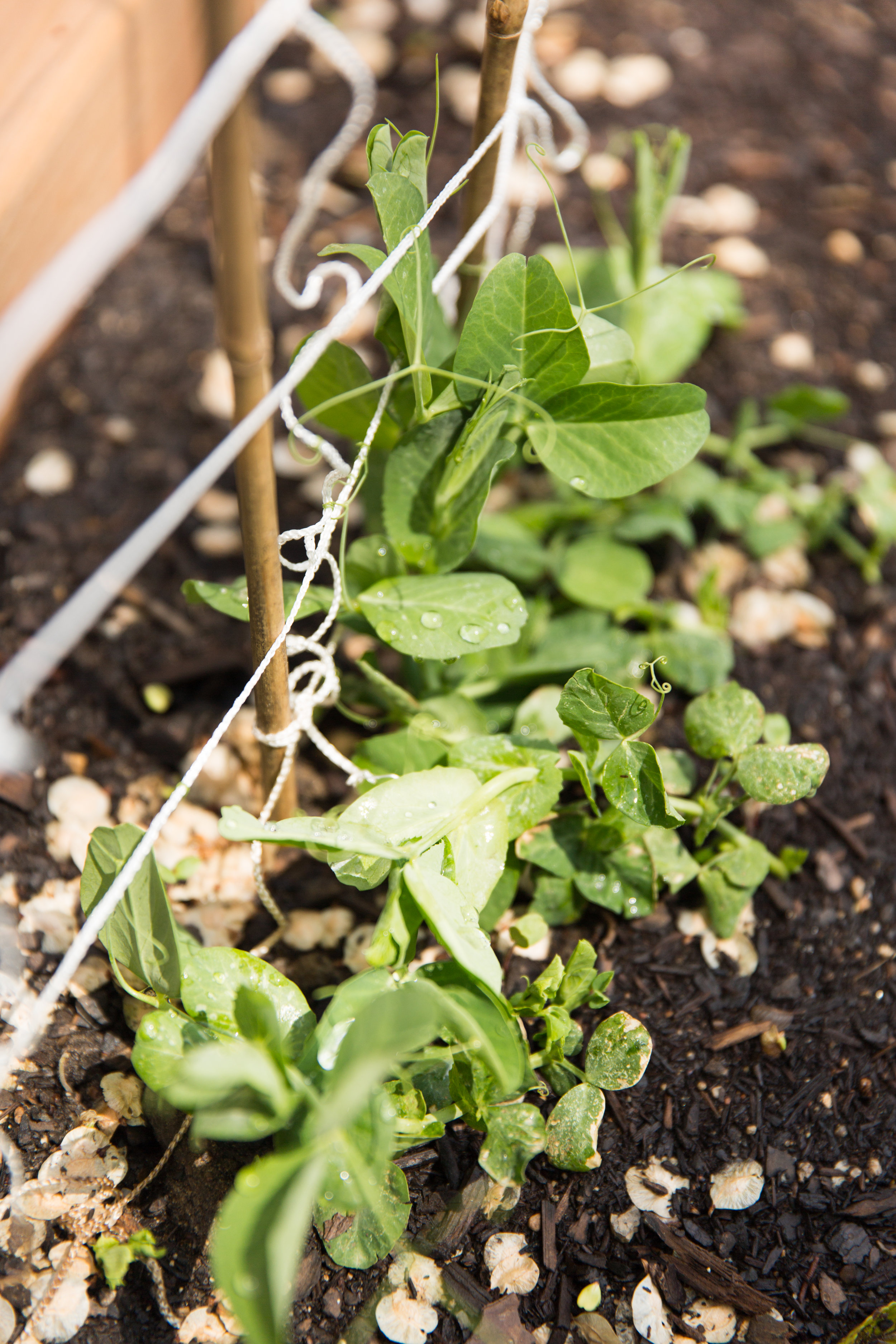 growing peas in your garden