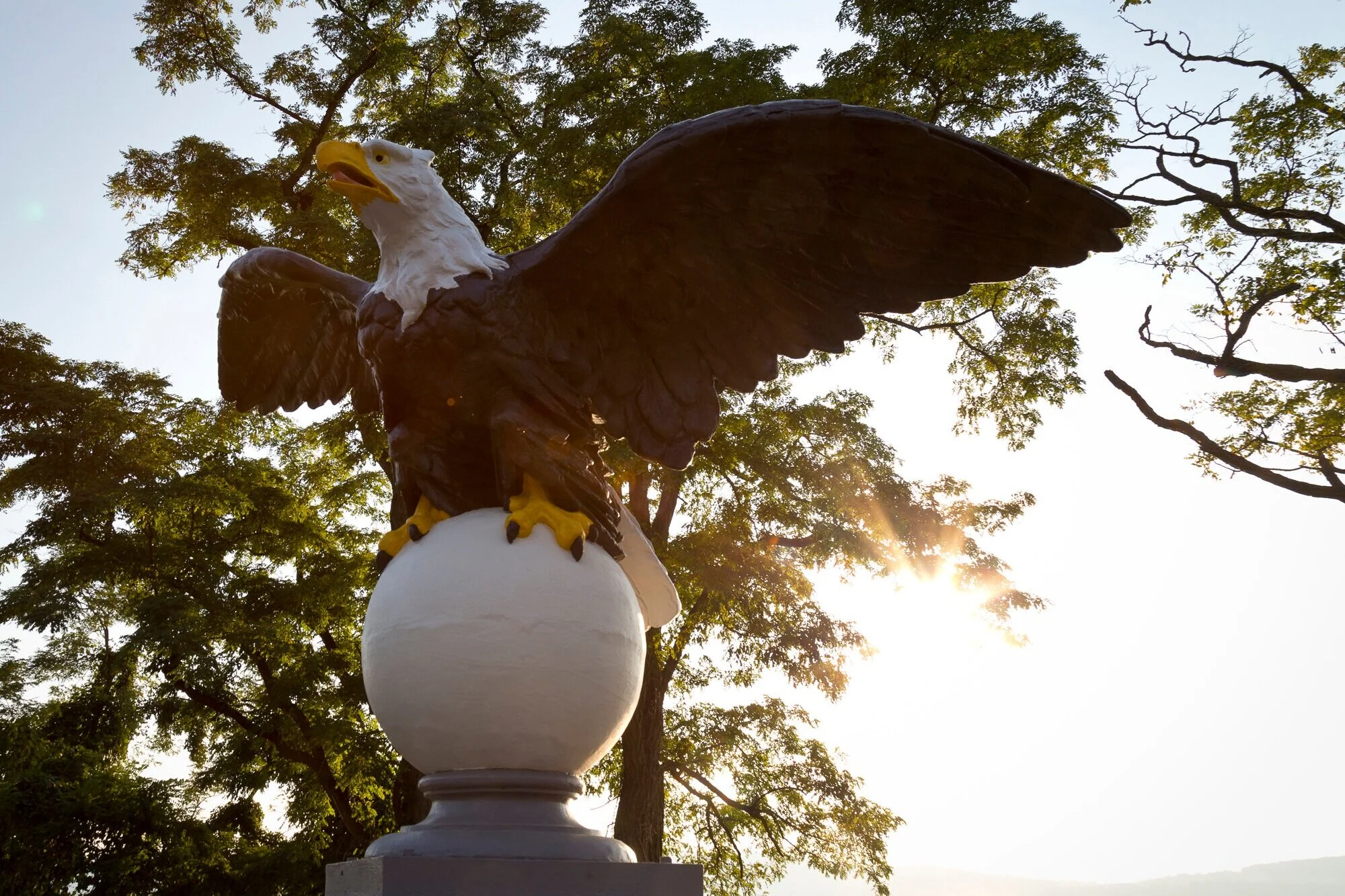 20190912_pmiaeagle.jpg