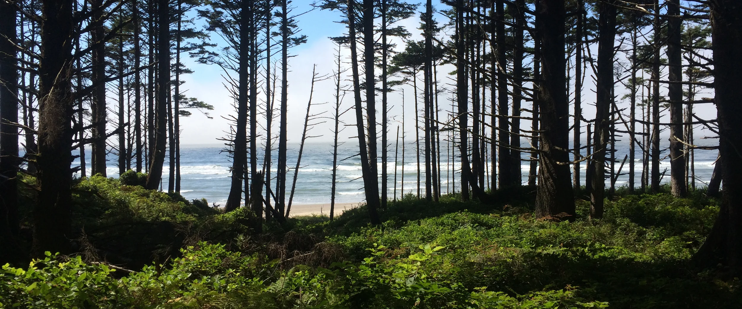 long bann.treesihi.jpg