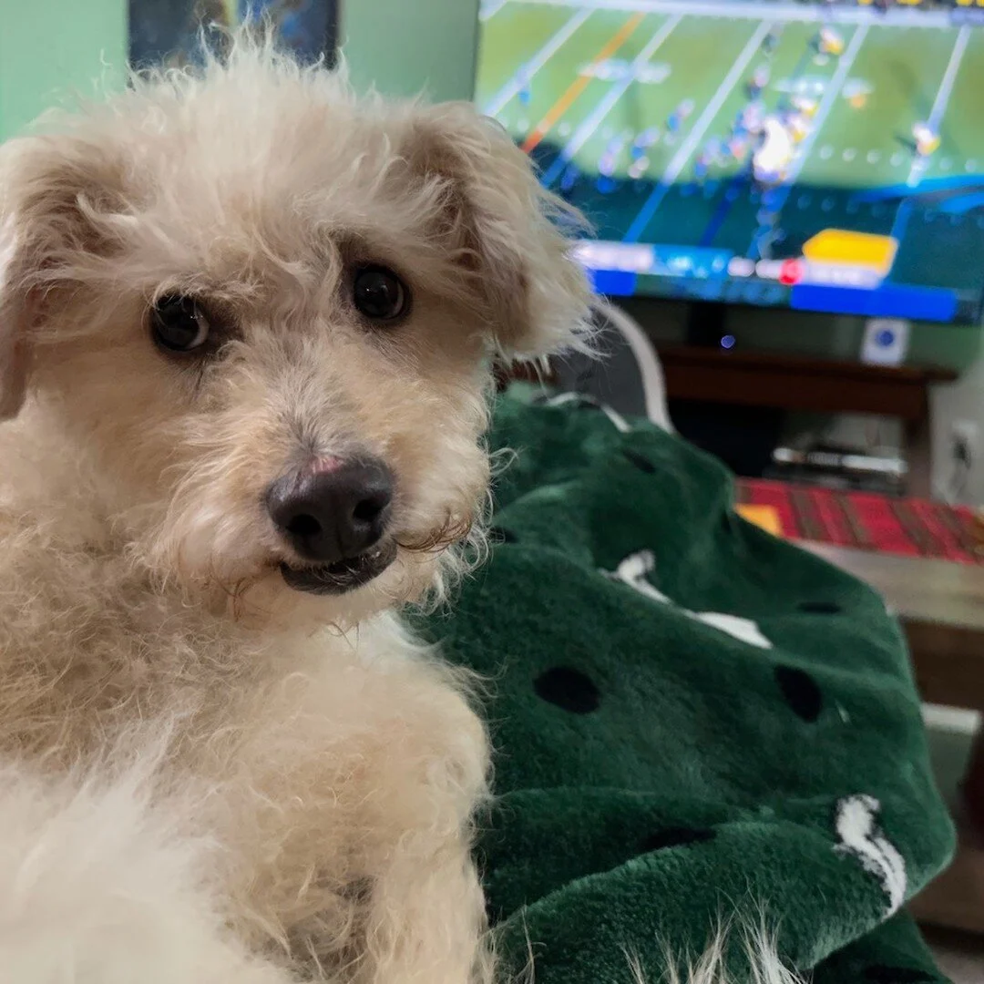 My new dog, &quot;Snickers.&quot; He's a Schnoodle.