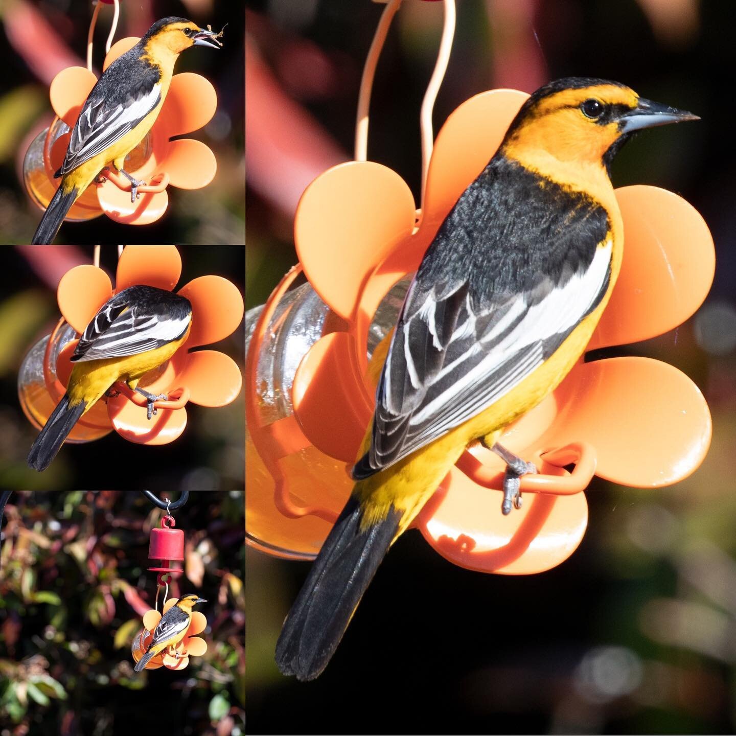 One of my favorite birds (Bullock&rsquo;s Oriole) decided to take a lunch break in the backyard. Canon EOS 80D, ISO 400, f9, 1/250, 600mm