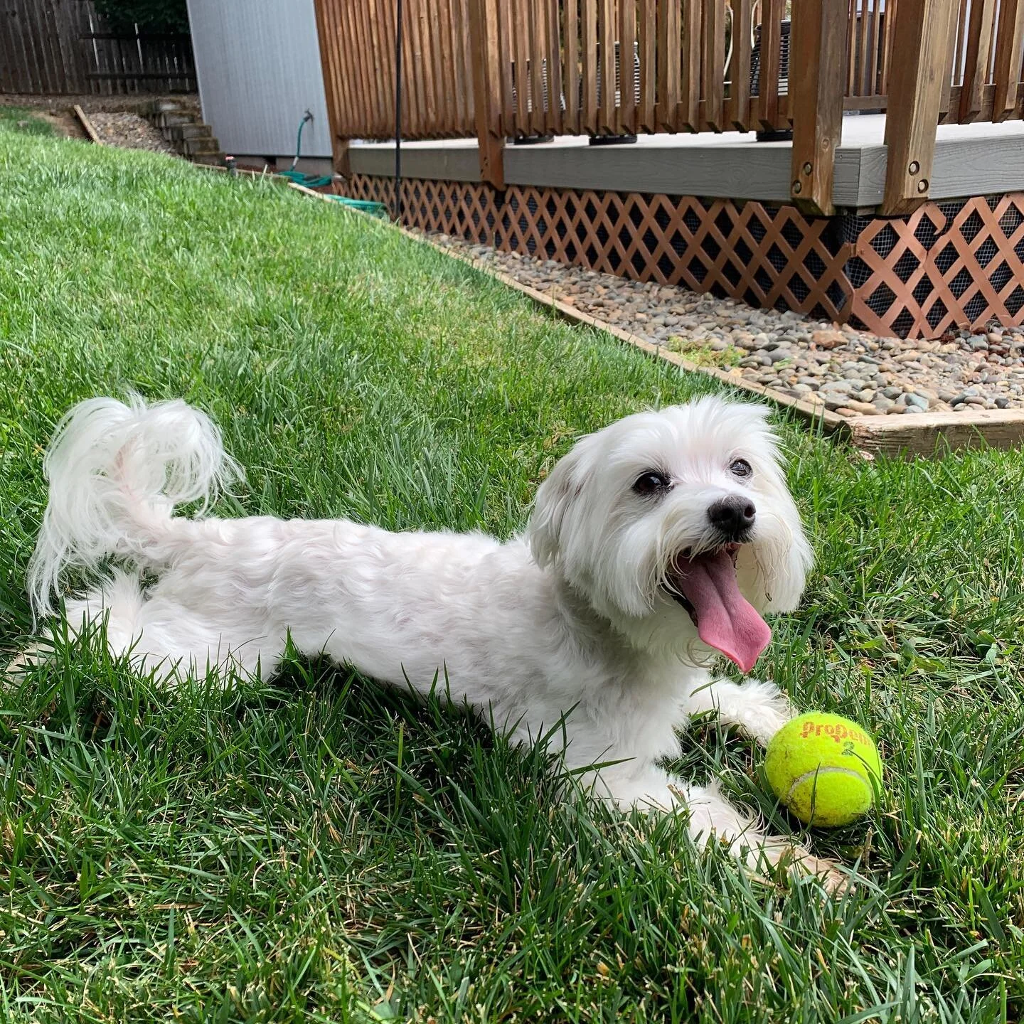 My new dog, Ezra. As you can guess he loves to play with a ball.