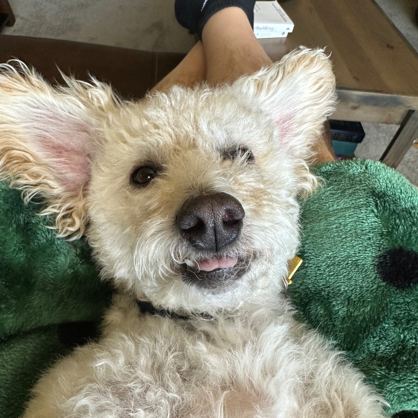 Snickers smiling while getting a belly -rub.