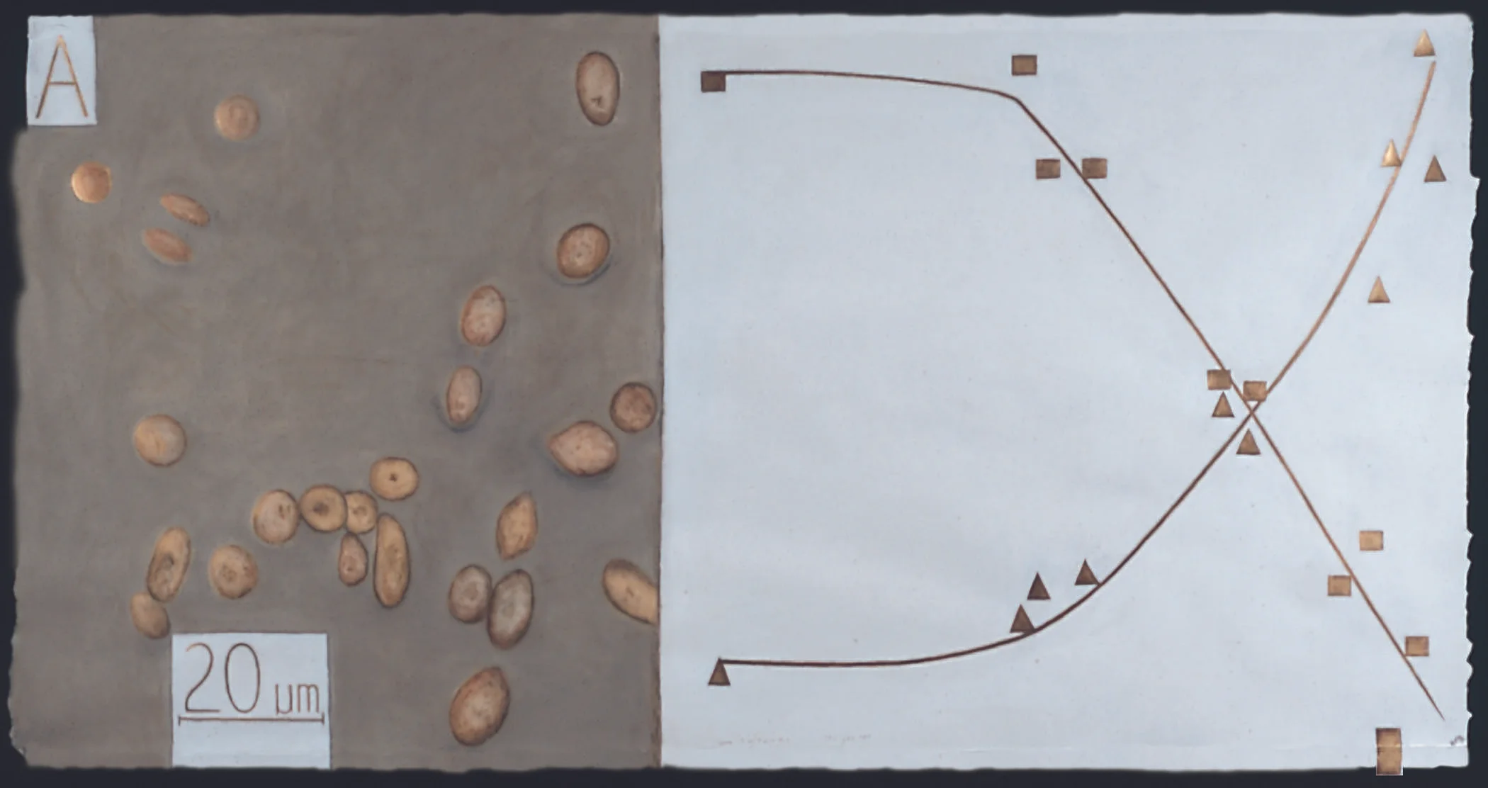 Dead Sea Microorganisms