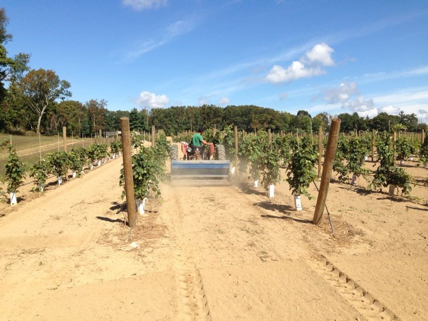 Vineyard Maintenace