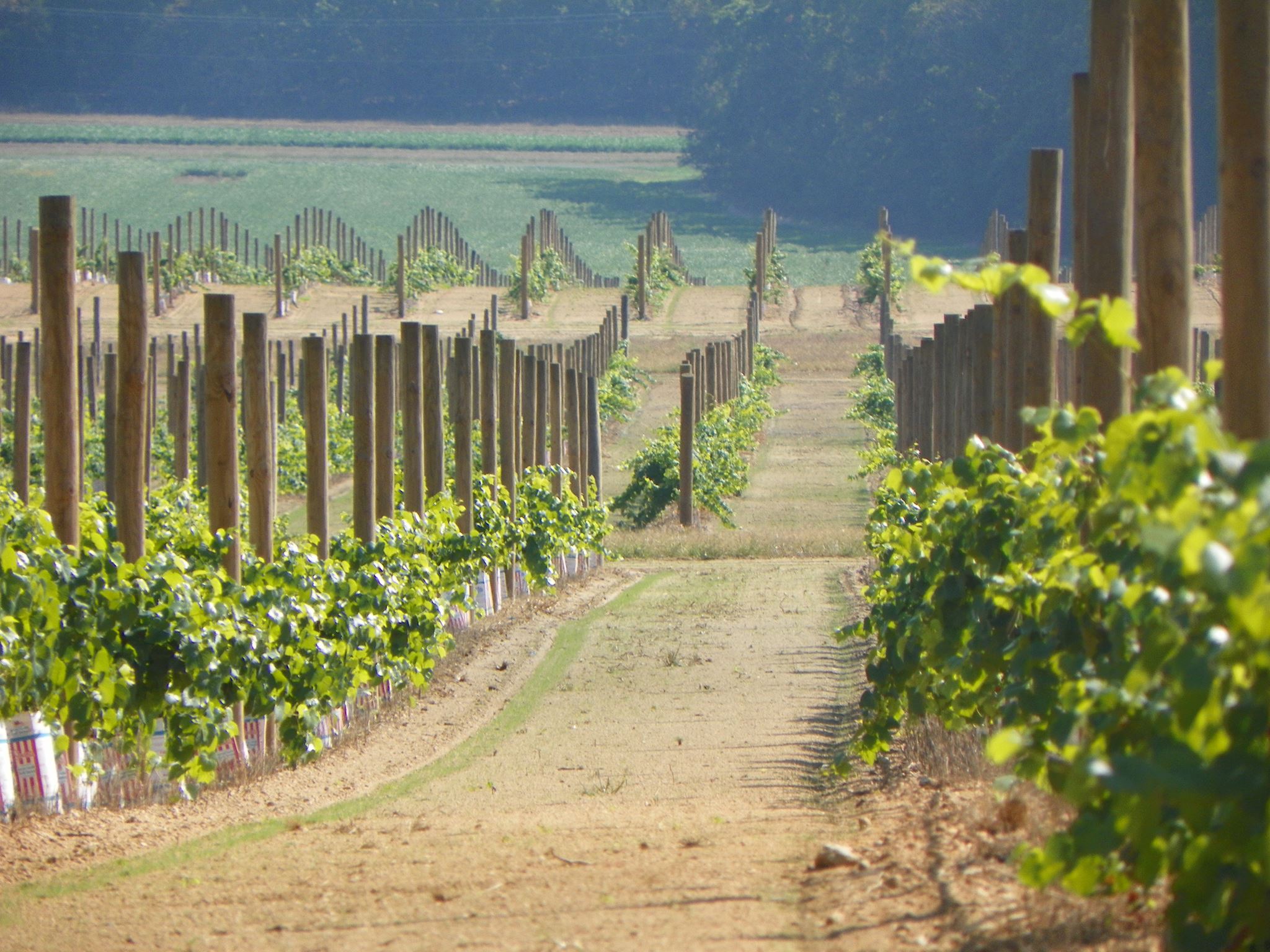 Rows of grapes