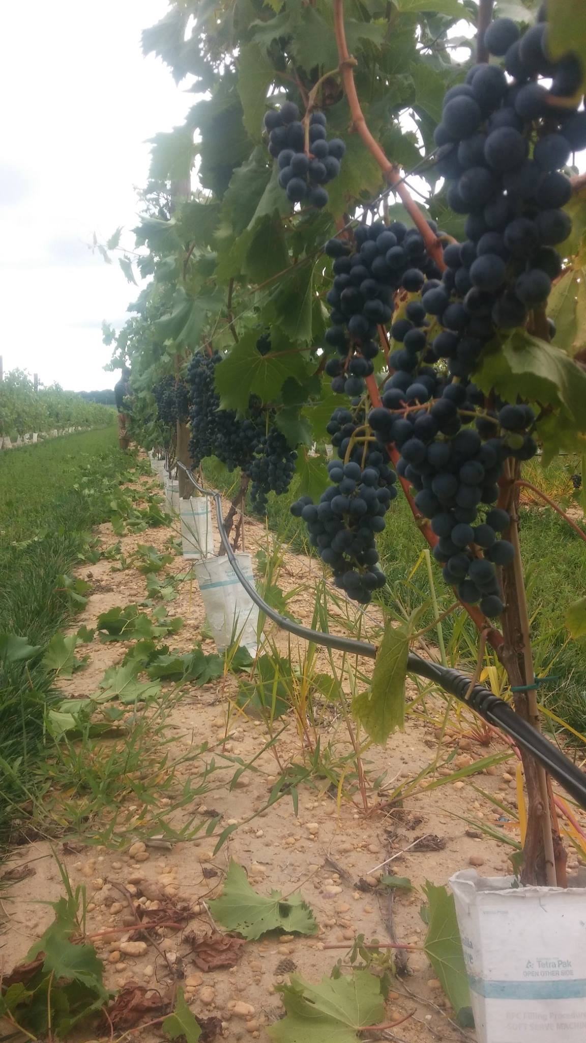 Grapes growing on vine