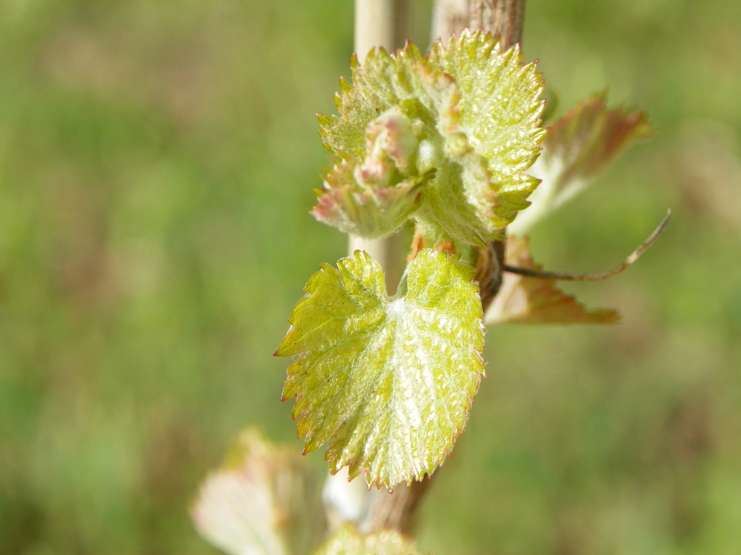 Vineyard Growing