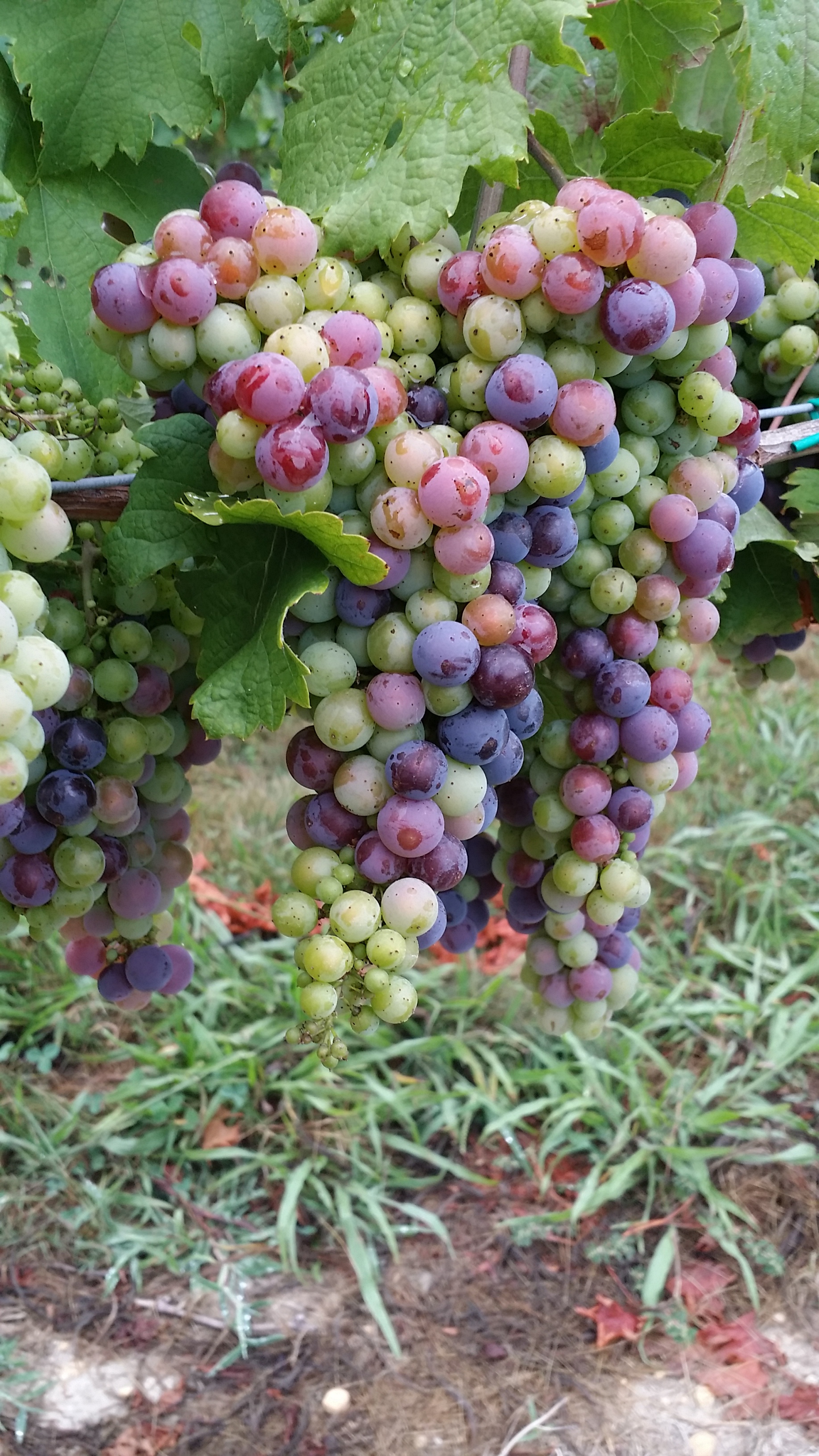 Red grapes