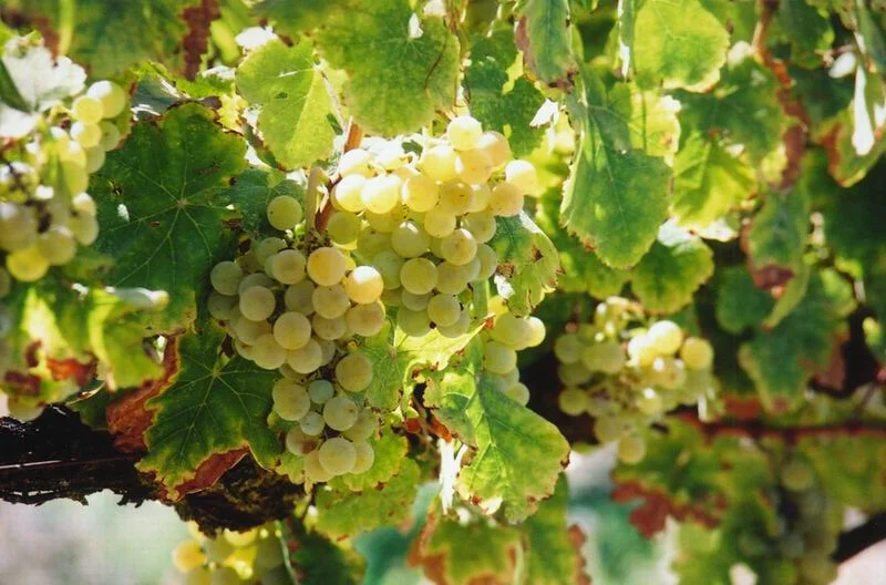 green growing grapes.jpg