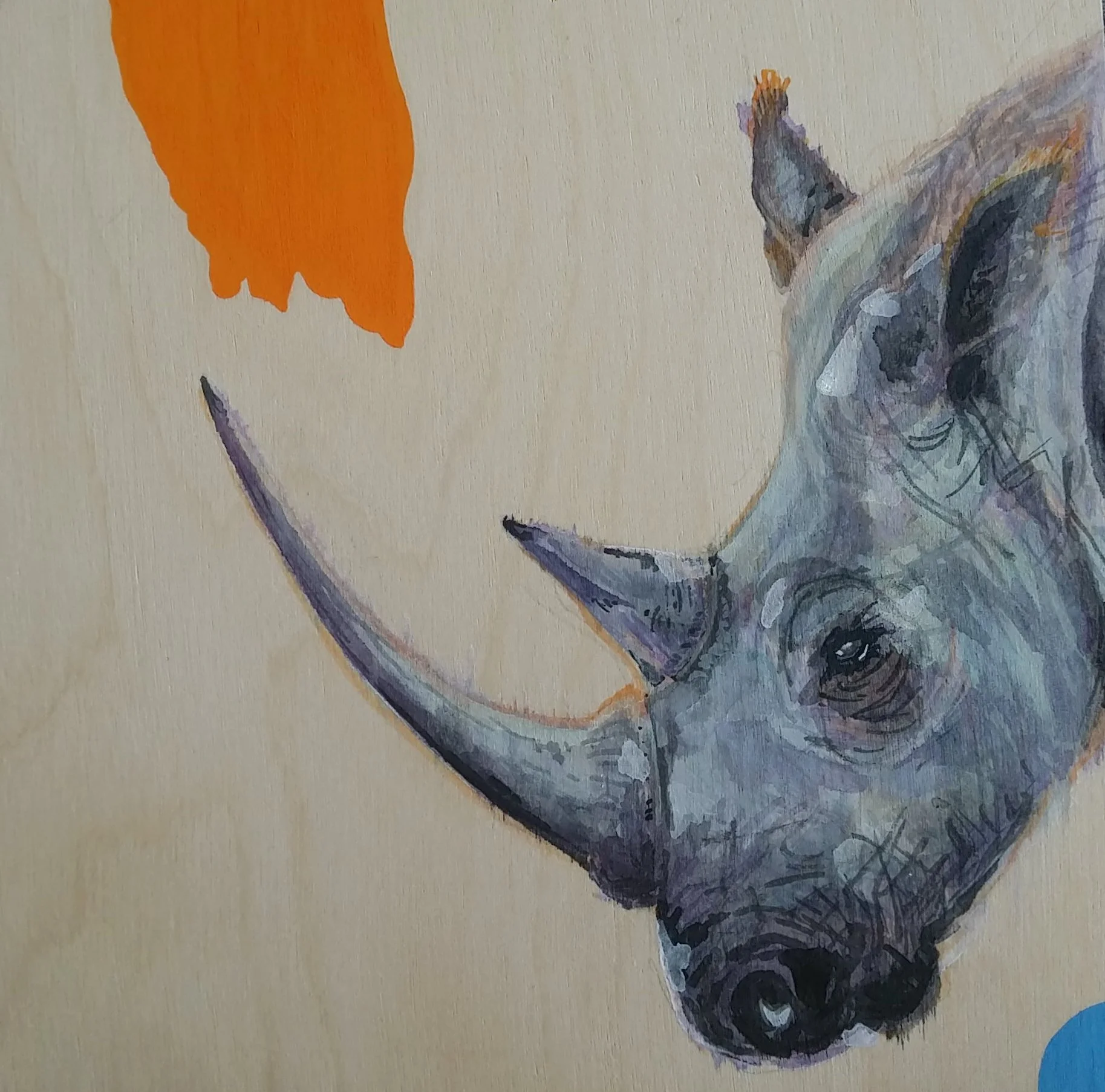 whiterhino1.jpg