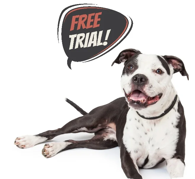 pit bull_TRIAL.jpg