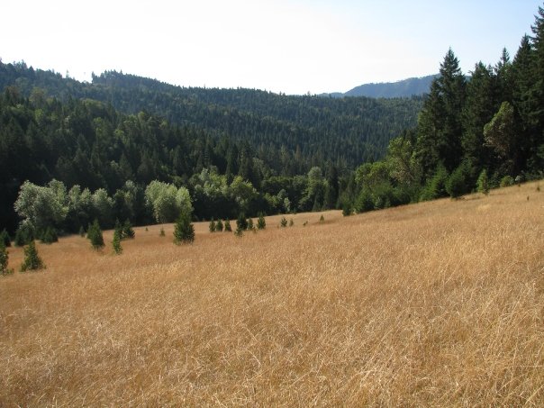 COMMITTED TO ECOLOGICALLY SOUND PRESERVATION OF LAND, LAND ACCESS, AND LAND WISDOM FOR WOMEN SINCE 1975