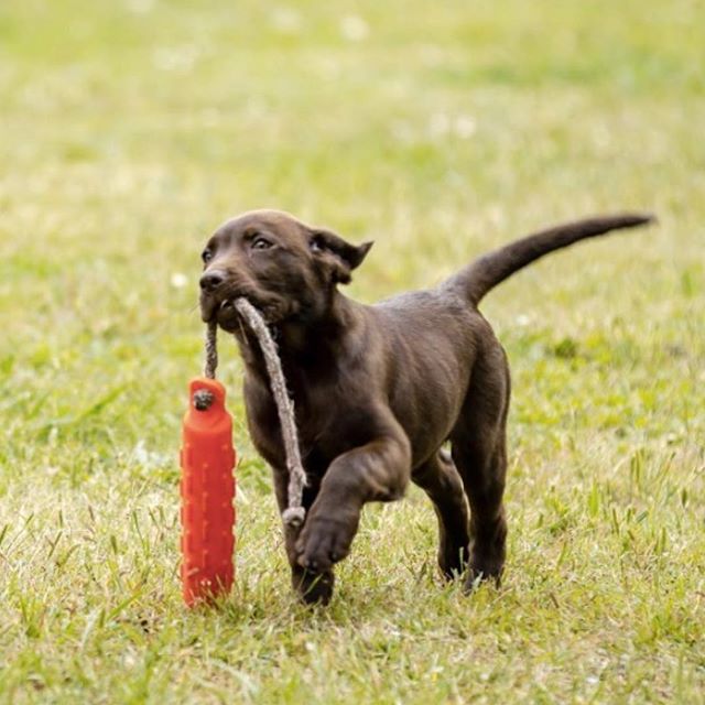Saturday morning and the frat hound is out to play.
.
.
.
#frat #fraternity #doggo #woof #college #greeklife #sorority #tfm #tsm