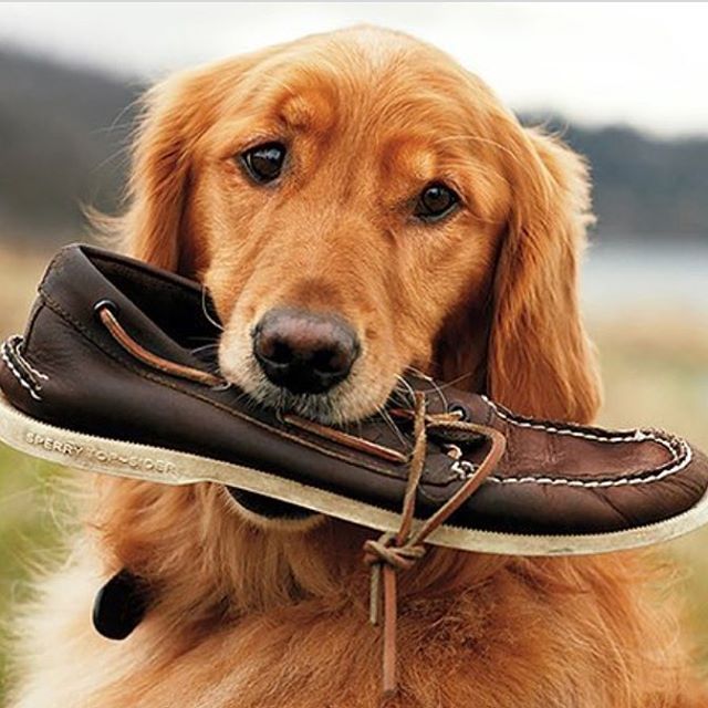 Day of Dogs Pt. 2
.
.
.
#doggo #college #frat #sperry #sorority #tfm #tsm #university