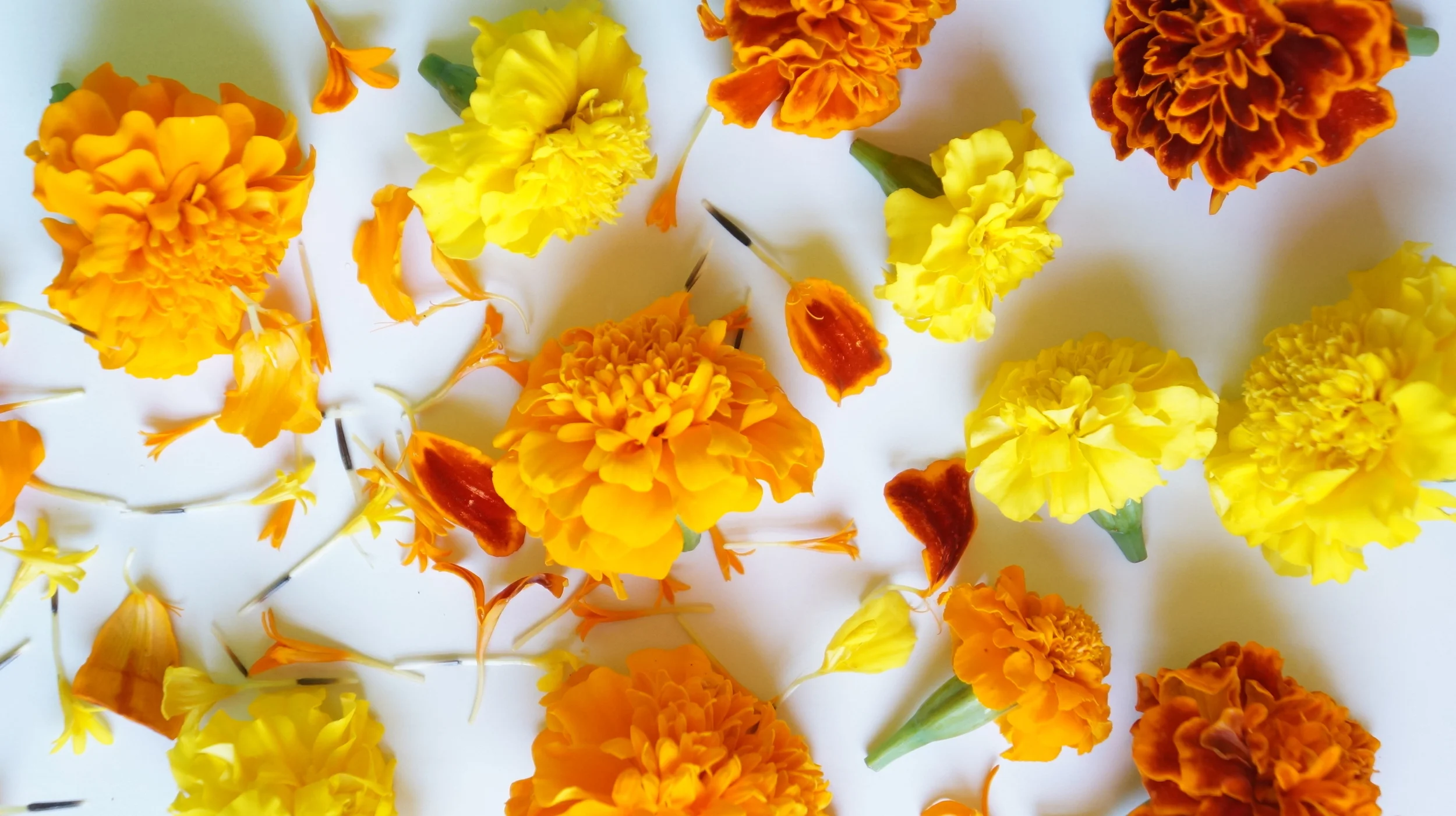 EUGENE GIESINGER AT EUGENE'S