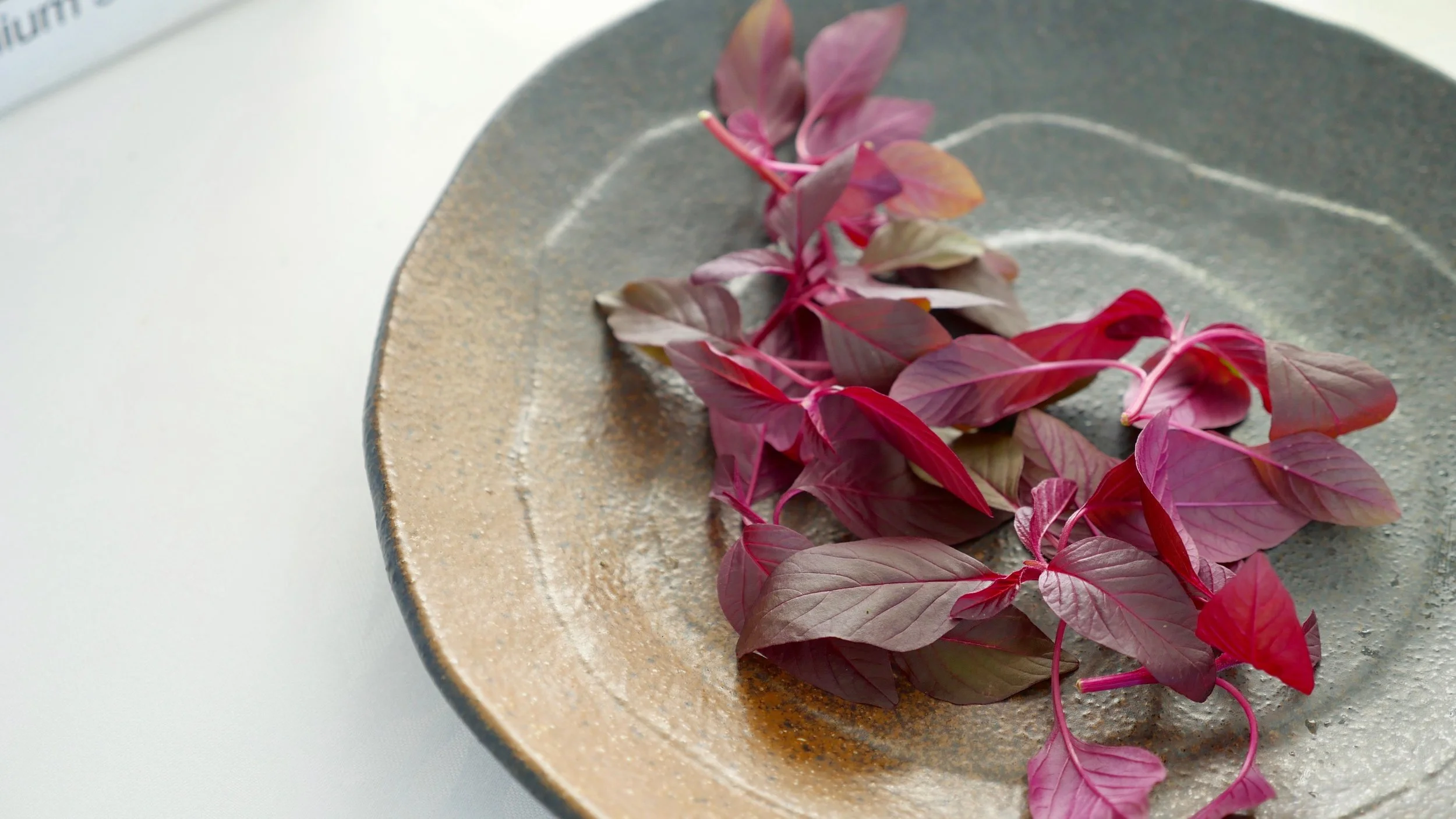 PETITE BOUCHE AMARANTH