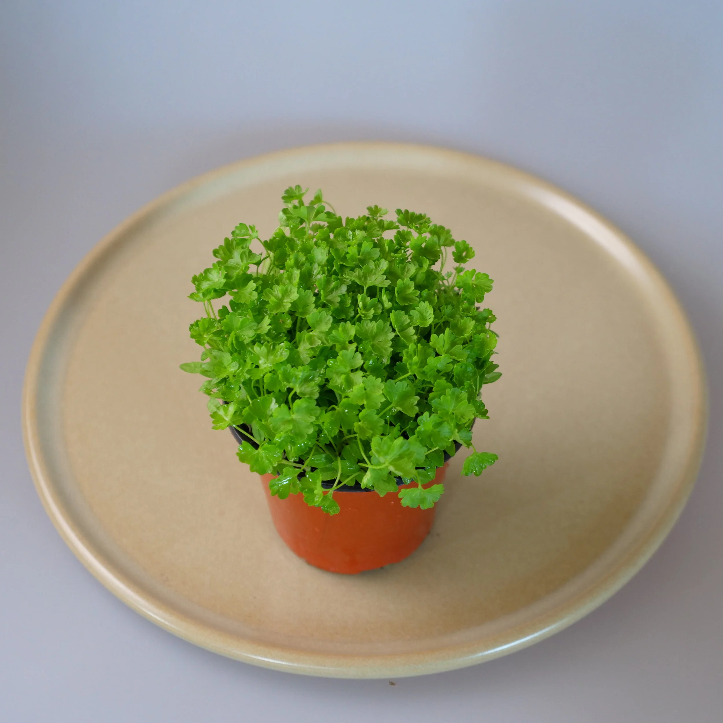 MICRO HERBS — EXPORT FRESH