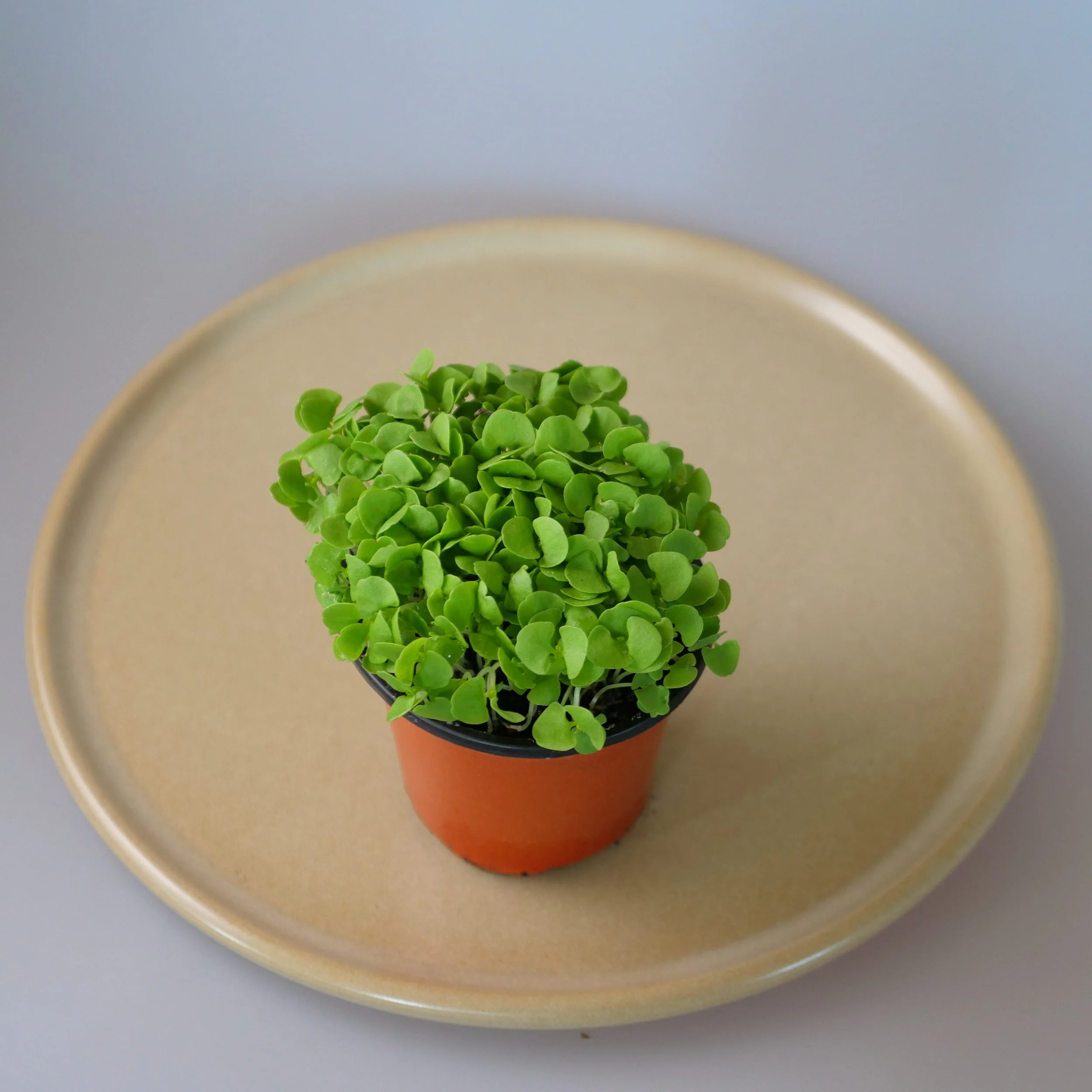 MICRO HERBS — EXPORT FRESH