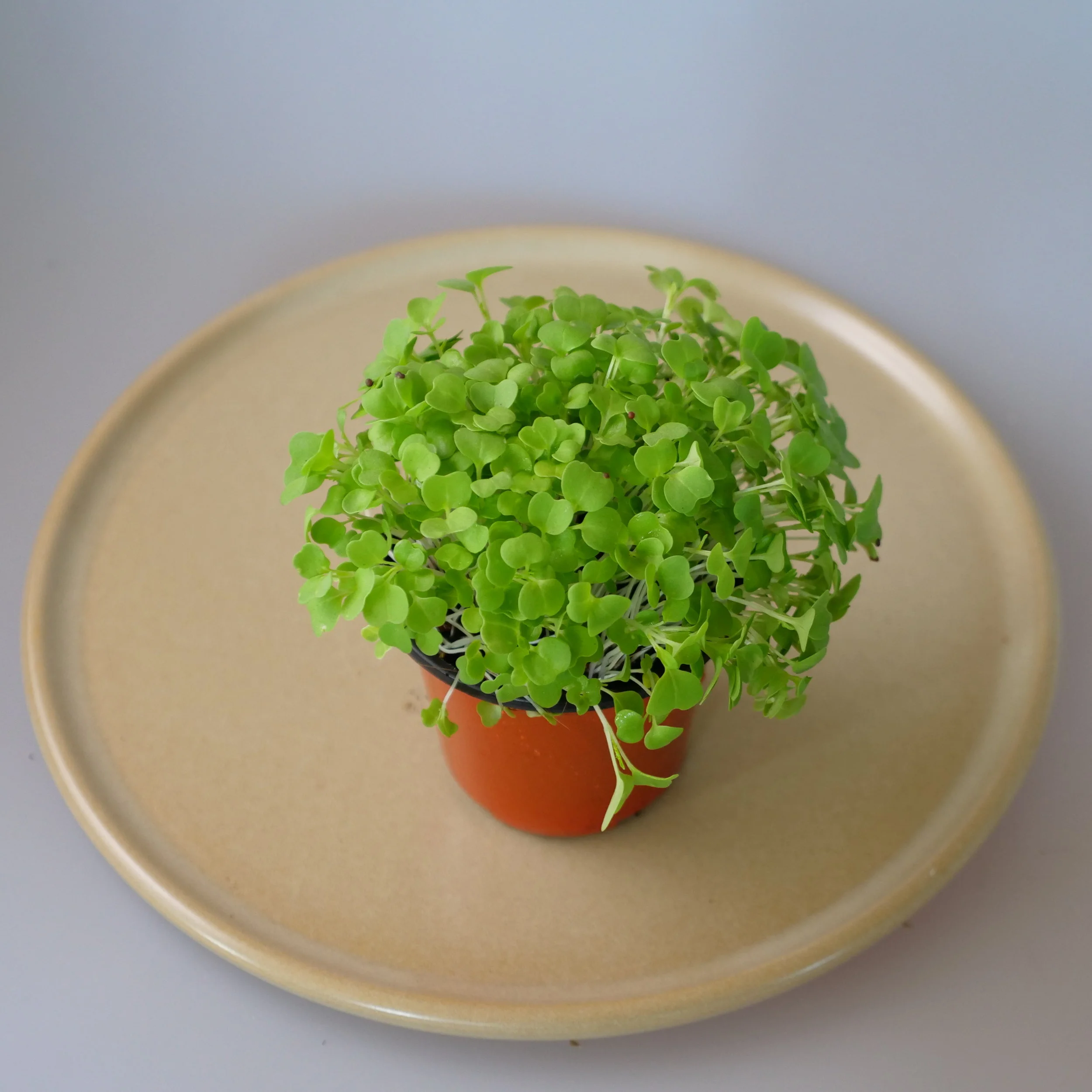 MICRO HERBS — EXPORT FRESH
