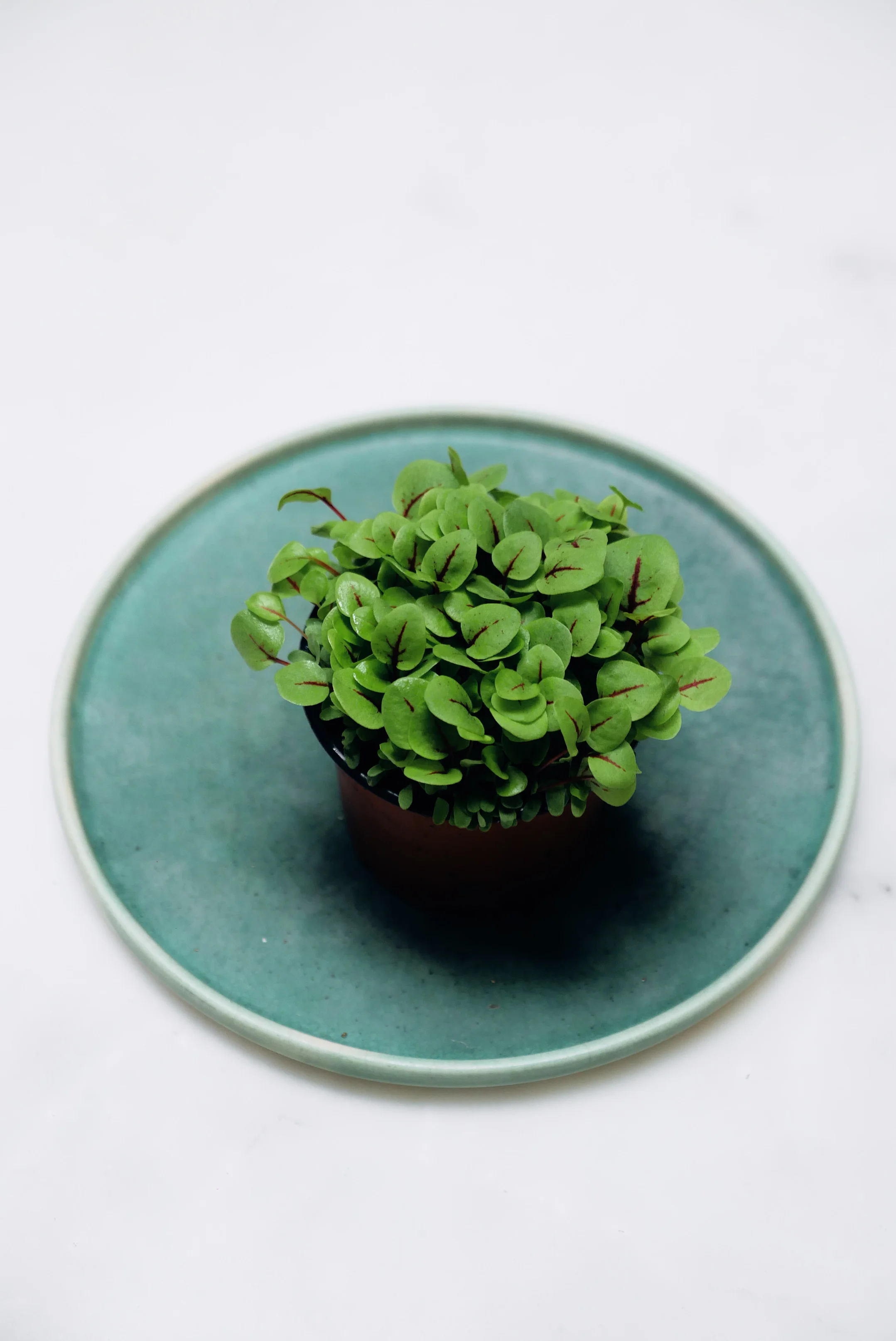 EXPORT FRESH RED VEIN SORREL MICRO HERB