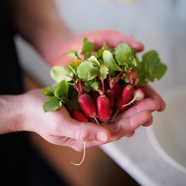 Our Petite Bouche Breakfast French Radish are looking superb for tomorrow's orders. Jump on to these beauties before they all go. Shave or serve as they are. -
-
-
#babyvegetable #petitebouche #edibleflowers #microherbs #saladleaf #babyvegetable #syd