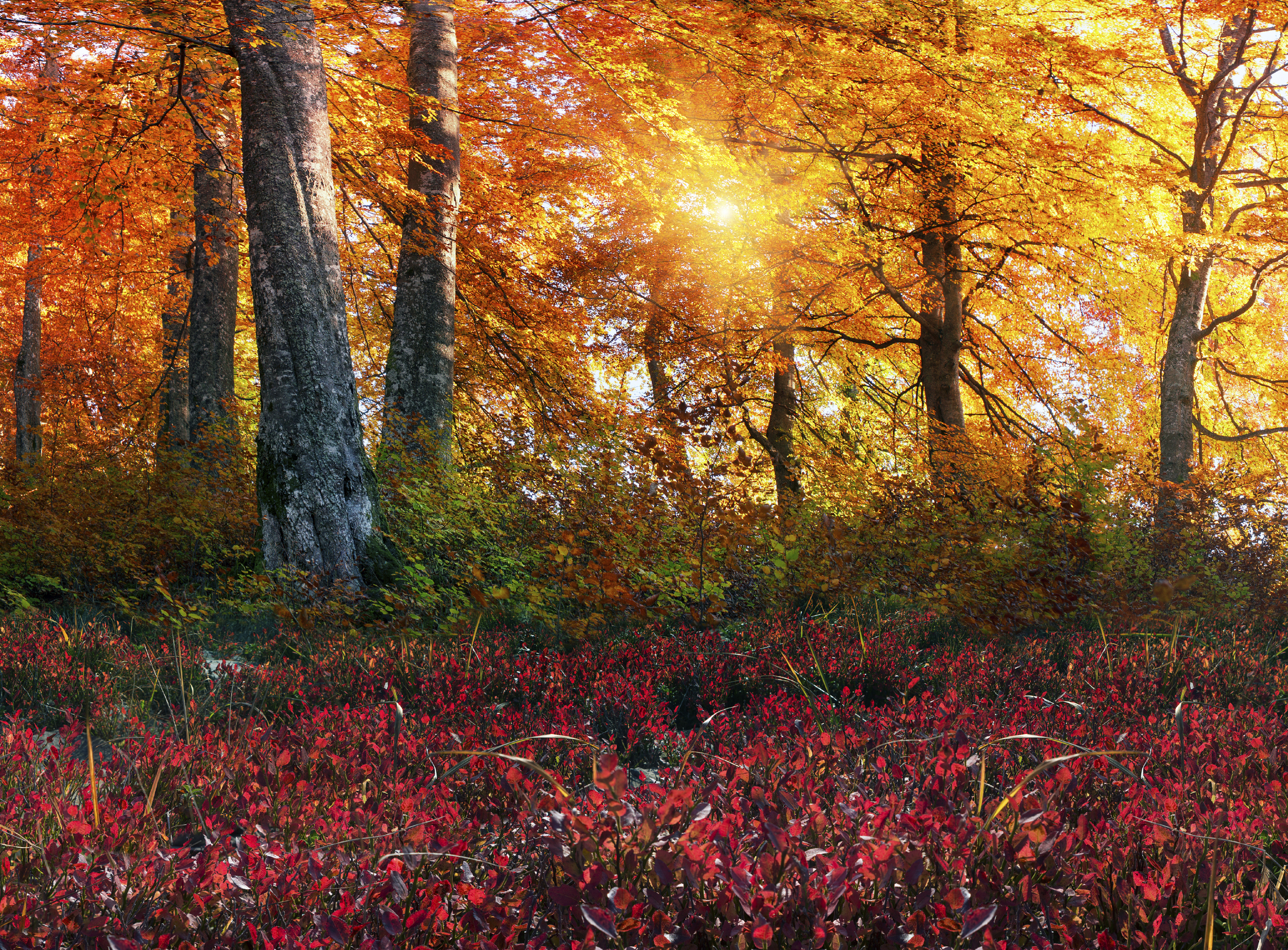 iStock_000054650520_Large.jpg