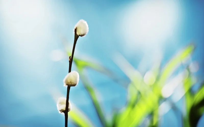 nature macro depth of field 2560x1600 wallpaper_www.wallpaperto.com_51.jpg