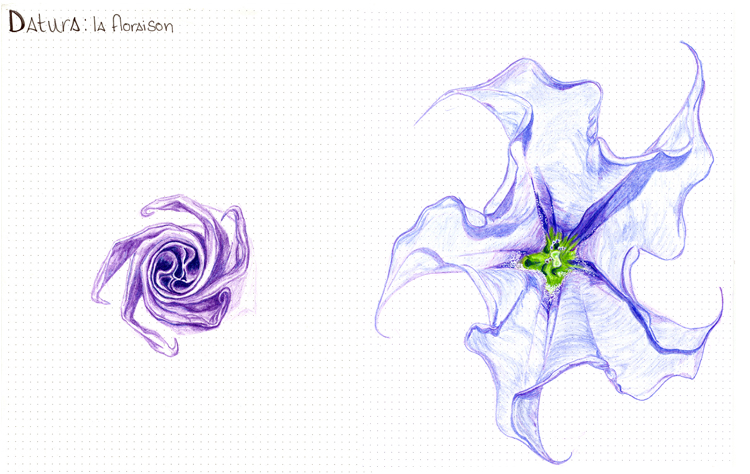 Rideau Fleur