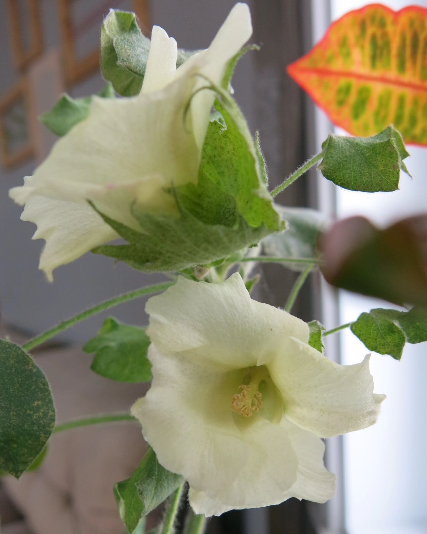 Coton d'hiver

#cottonflower #gossypium